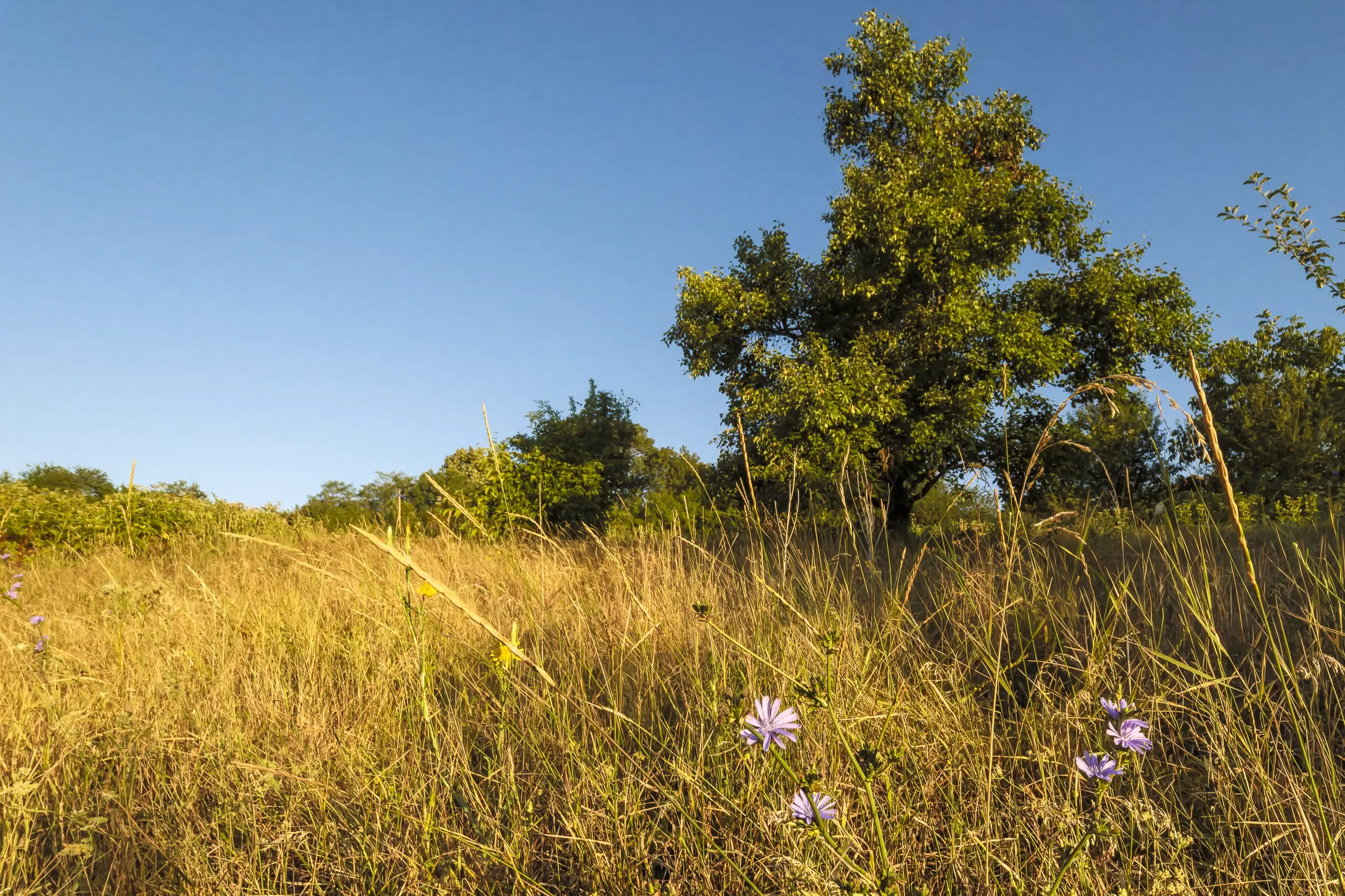 Perceel van 7.857 m² met 2-verdiepingen gezinswoning en bijgebouwen, met uitzicht nabij Veliko Tarnovo - Bulgarije