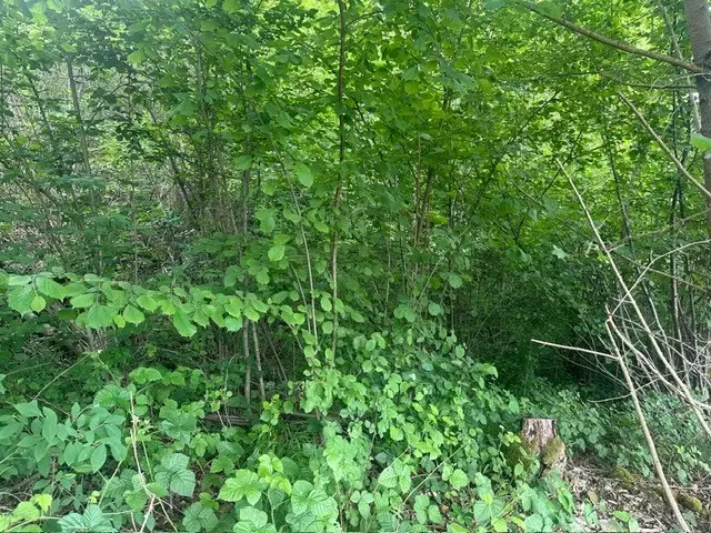 6.166 m² groen perceel nabij Ebenshausen, Thüringen - Duitsland