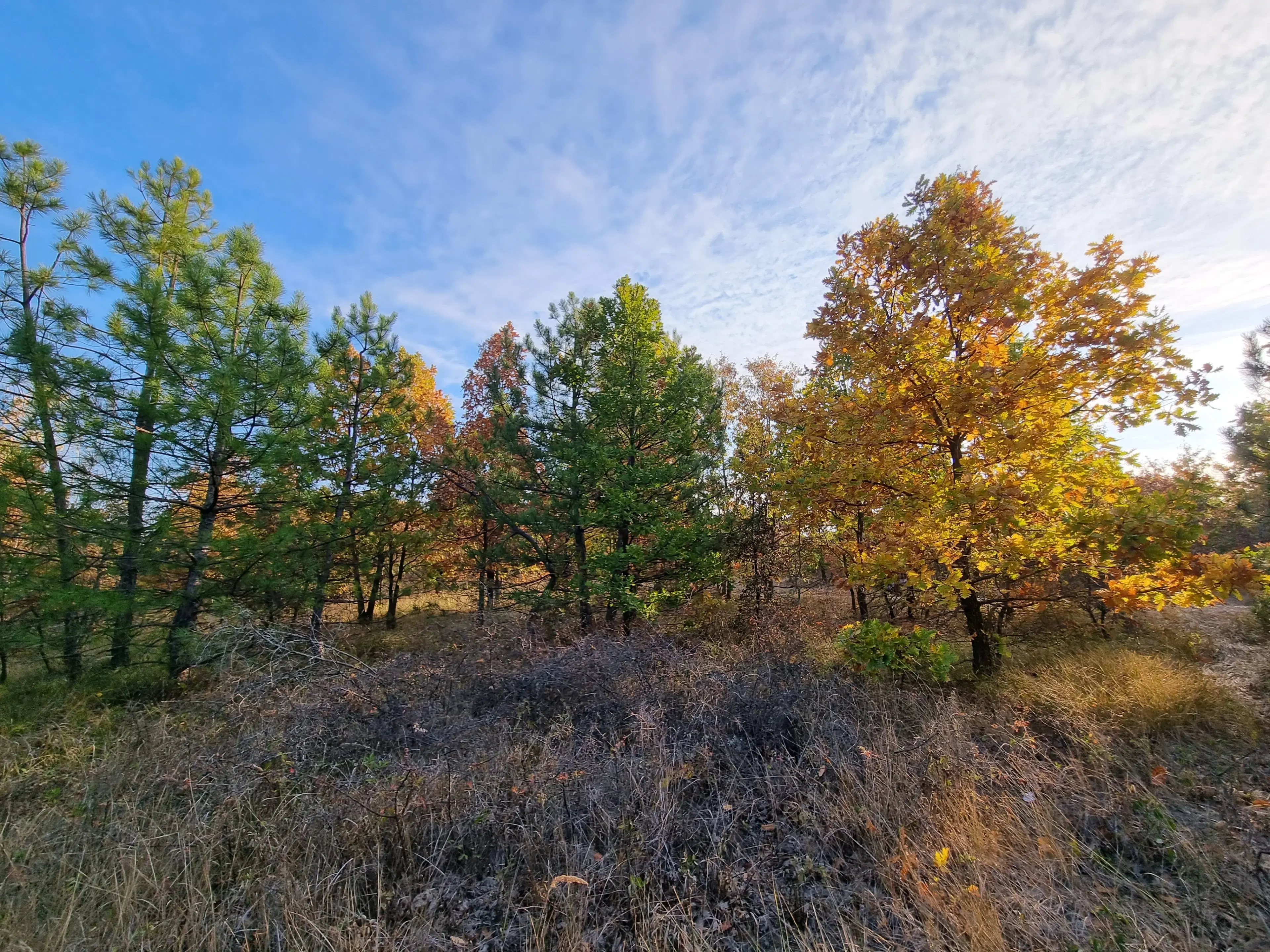 PARTNERVEILING - 19.400 sqm Forest, Burgas (Bulgarije)