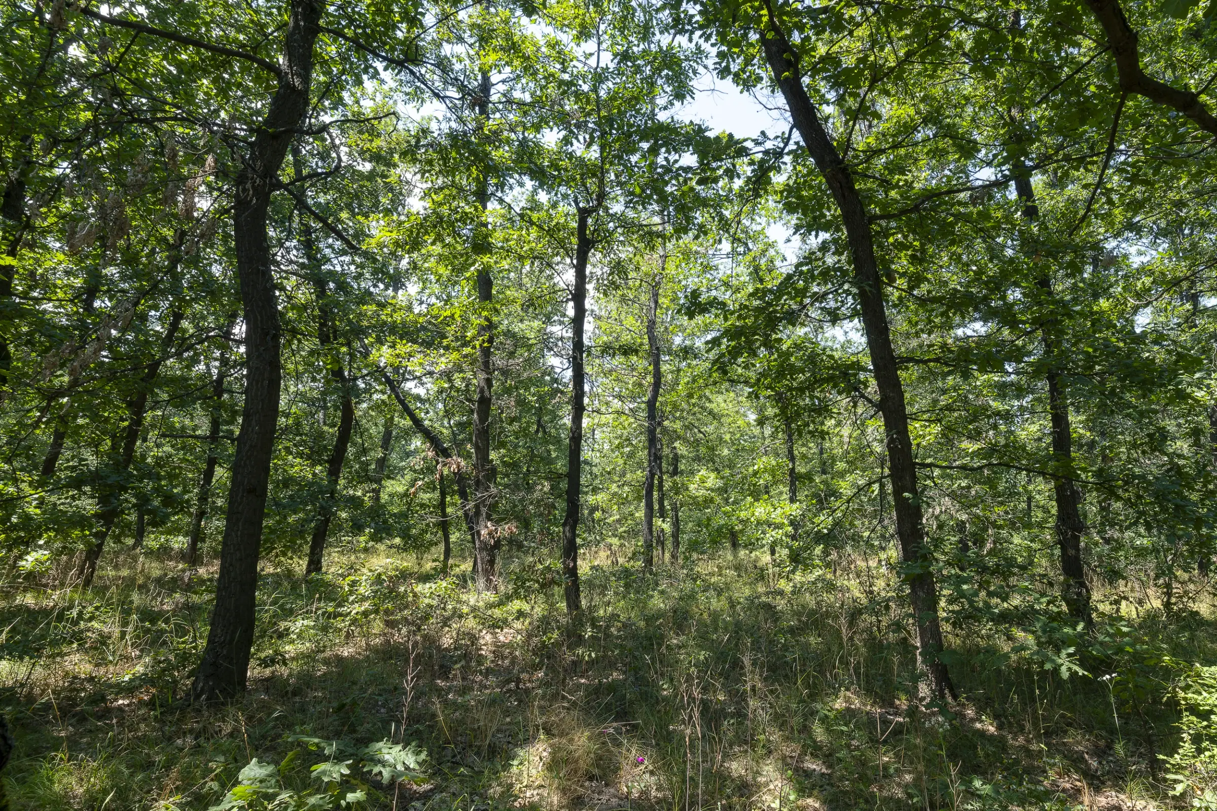 28.886 m² gemengd loofbos in de regio Vidin - Bulgarije
