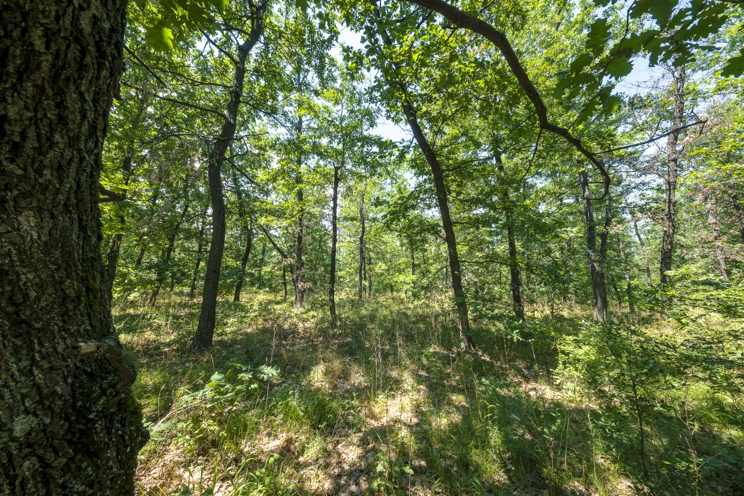 28.886 m² gemengd loofbos in de regio Vidin - Bulgarije