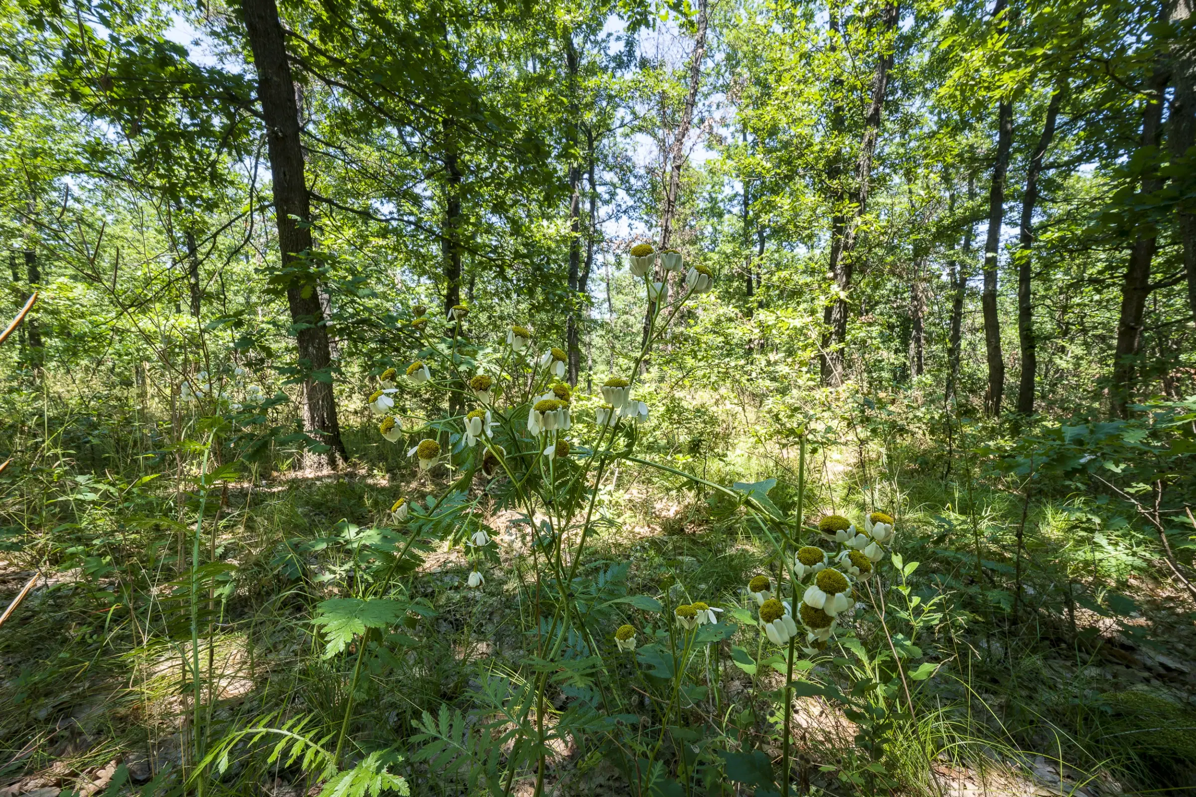 28.886 m² gemengd loofbos in de regio Vidin - Bulgarije