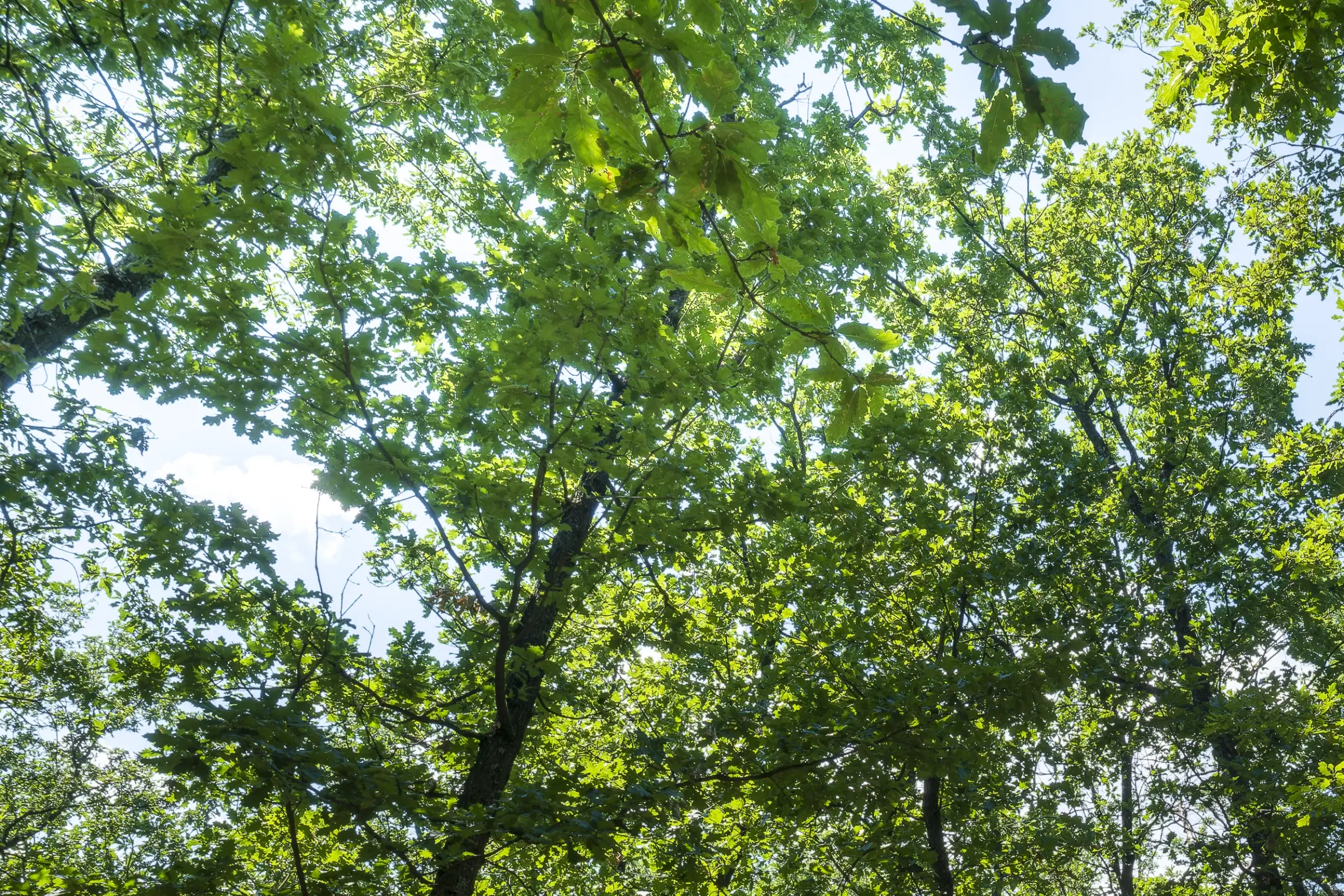 28.886 m² gemengd loofbos in de regio Vidin - Bulgarije