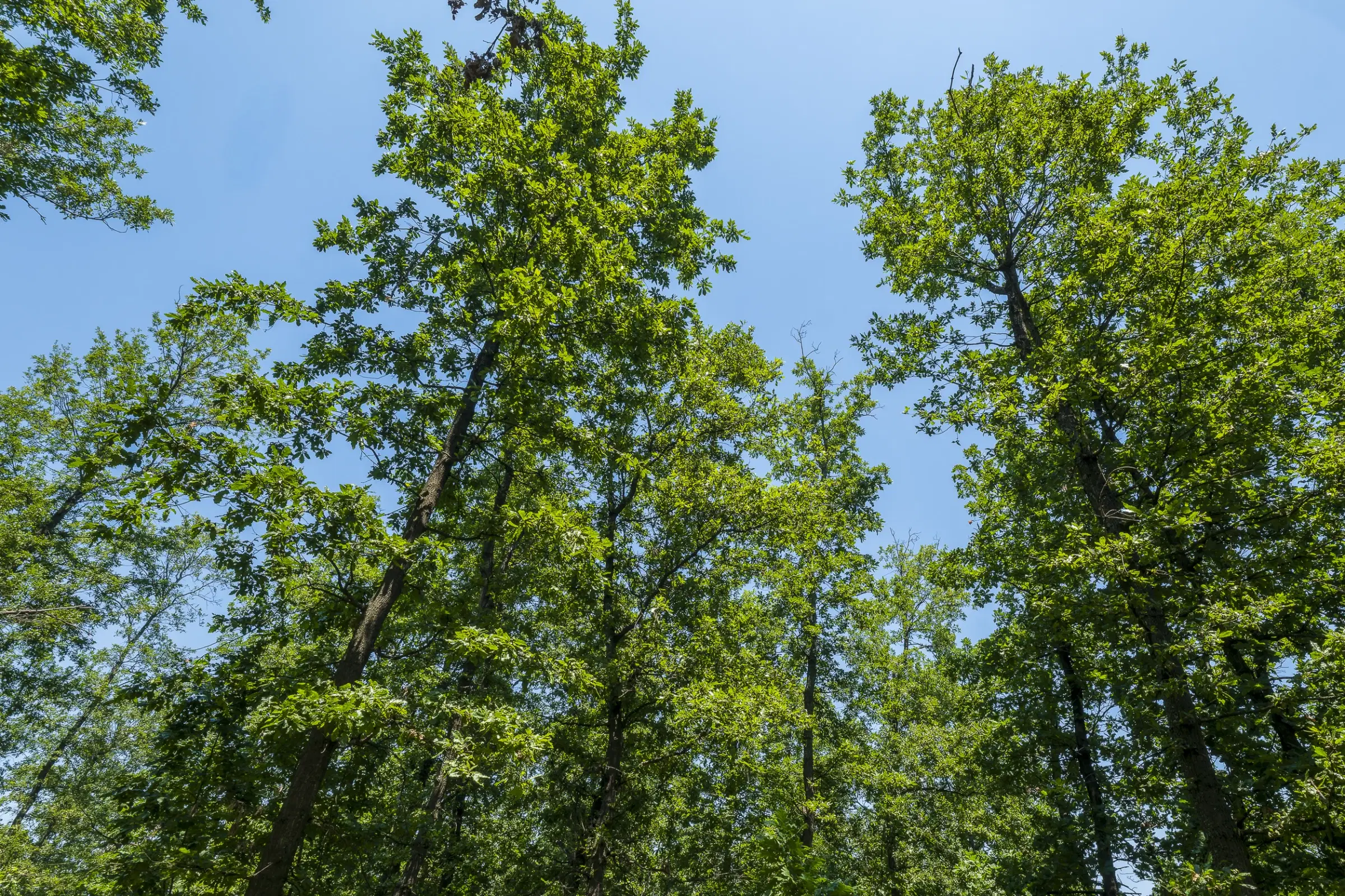 28.886 m² gemengd loofbos in de regio Vidin - Bulgarije