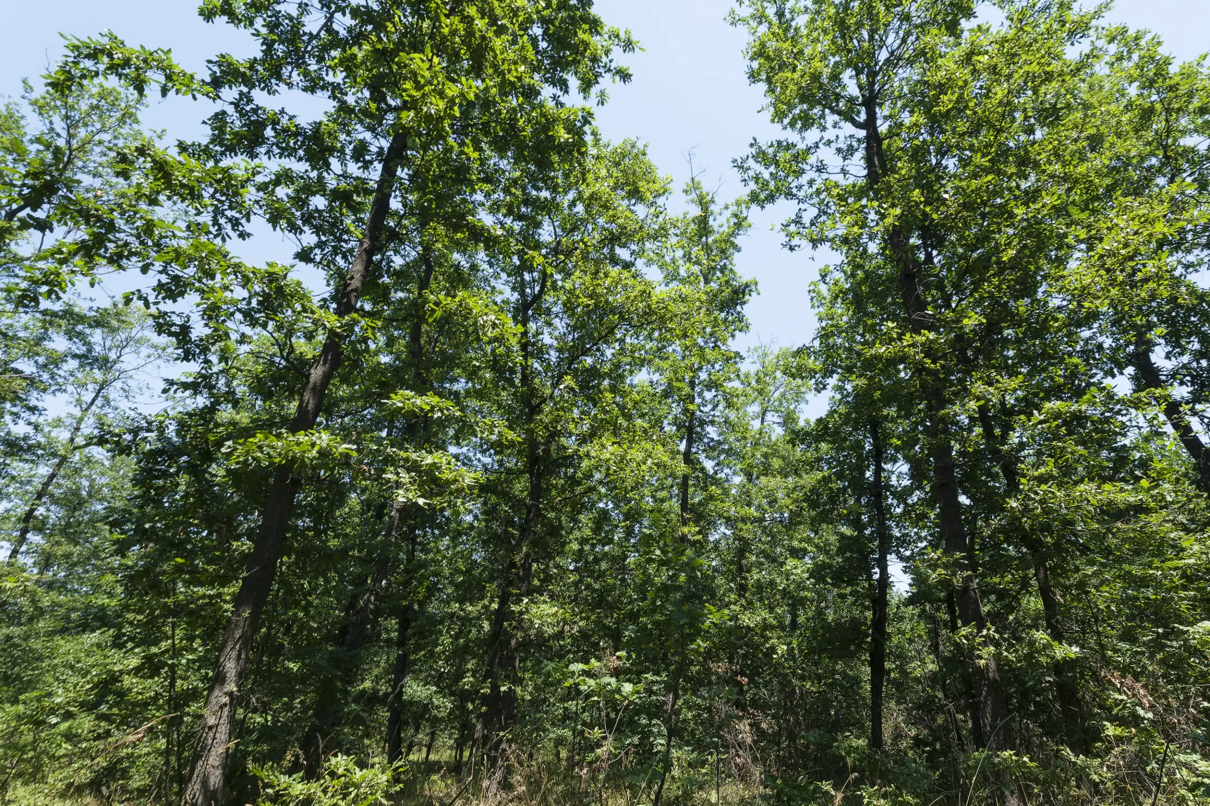 28.886 m² gemengd loofbos in de regio Vidin - Bulgarije