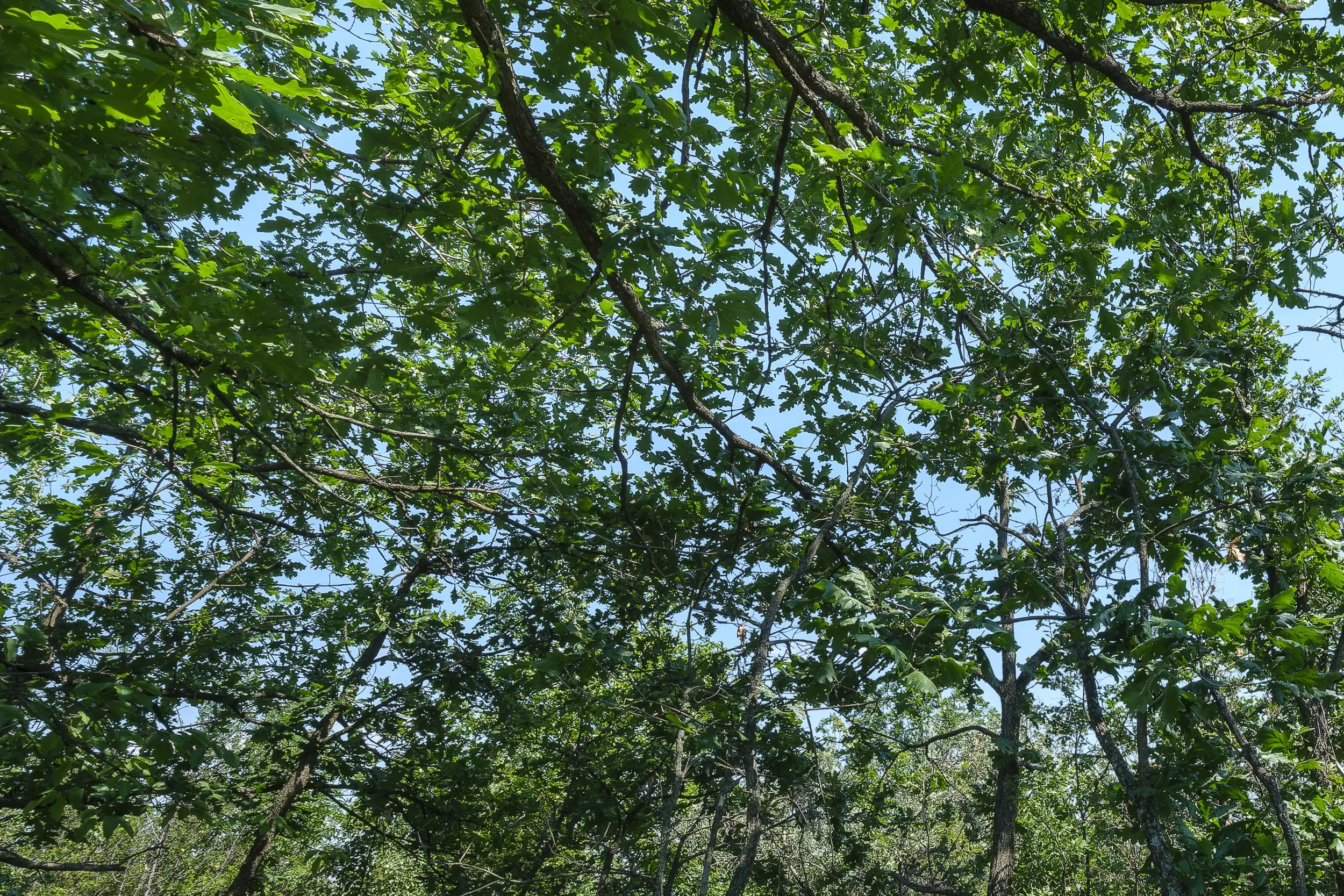 23.204 m² gemengd loofbos in Bela, Belogradchik - Bulgarije