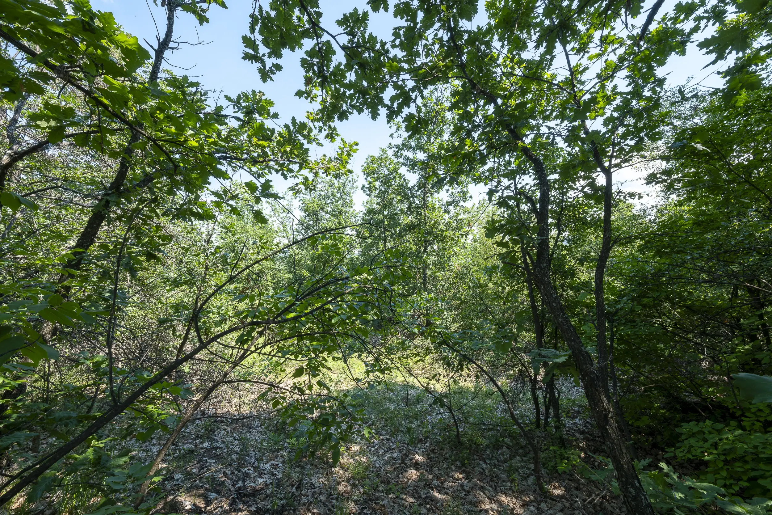 23.204 m² gemengd loofbos in Bela, Belogradchik - Bulgarije