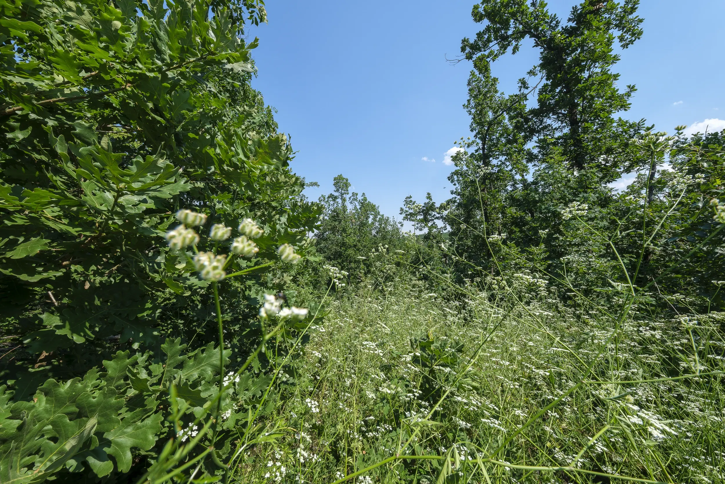 23.204 m² gemengd loofbos in Bela, Belogradchik - Bulgarije