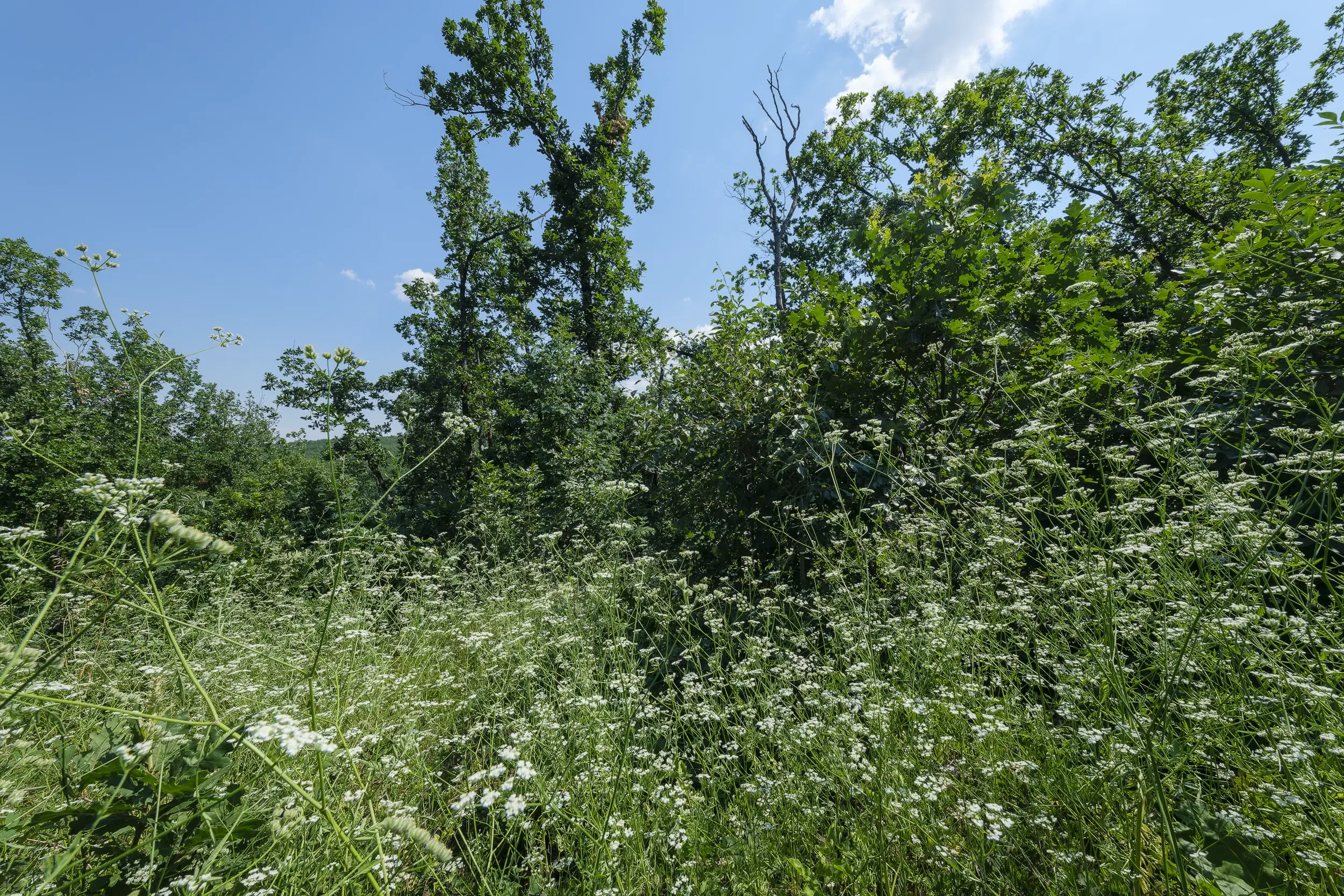 23.204 m² gemengd loofbos in Bela, Belogradchik - Bulgarije