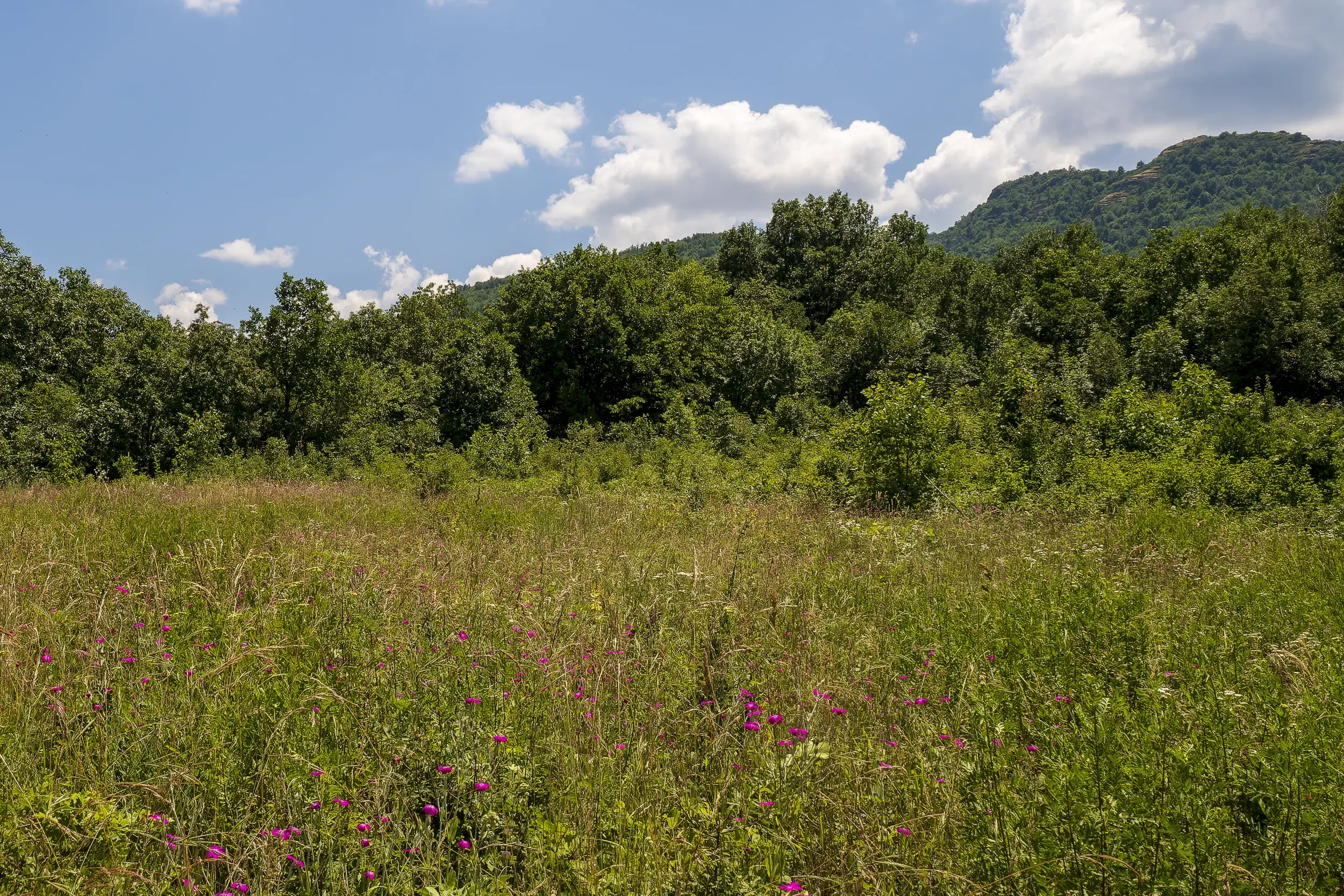26.802 m² gemengd loofbos in Belogradchik - Bulgarije
