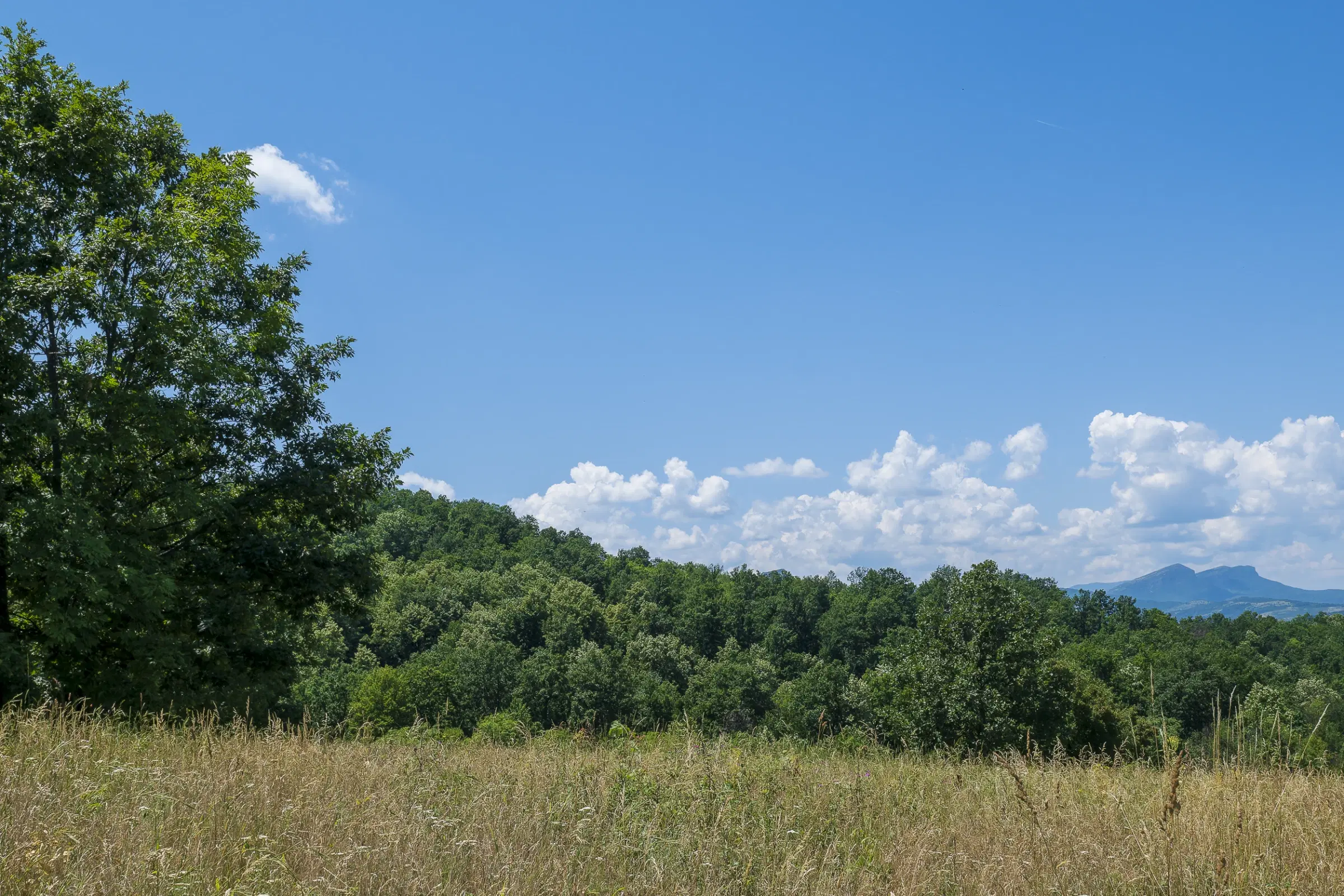 Gemengd loofbos 26.802 m² in Belogradchik - Bulgarije
