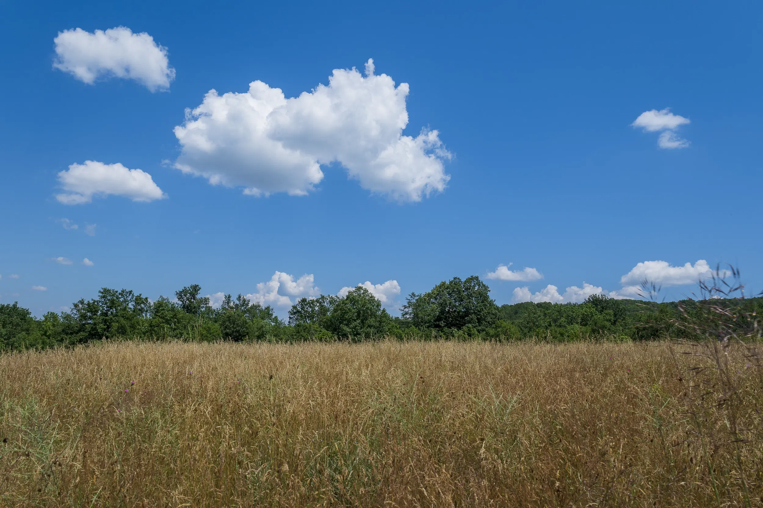 26.802 m² gemengd loofbos in Belogradchik - Bulgarije