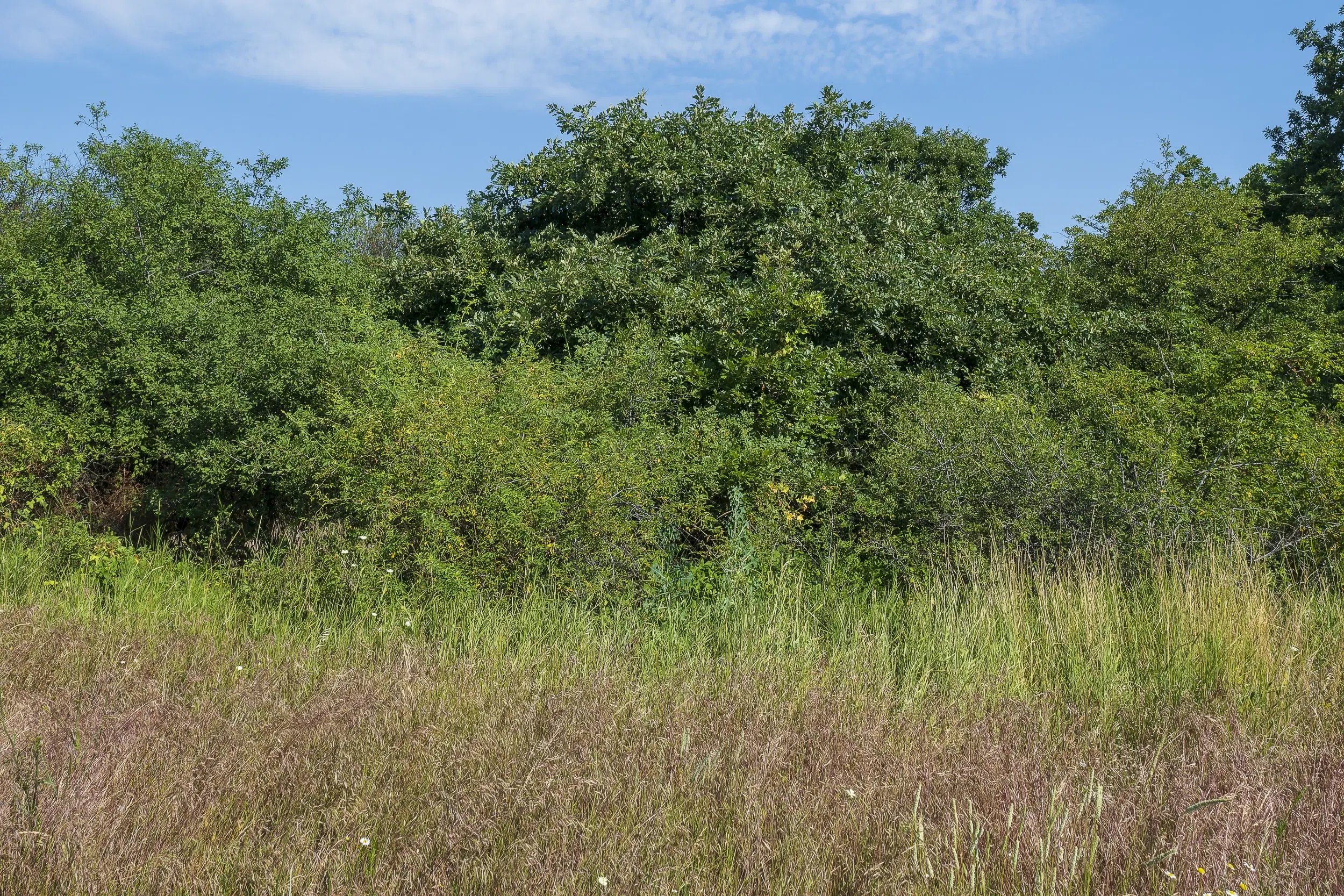 26.802 m² gemengd loofbos in Belogradchik - Bulgarije