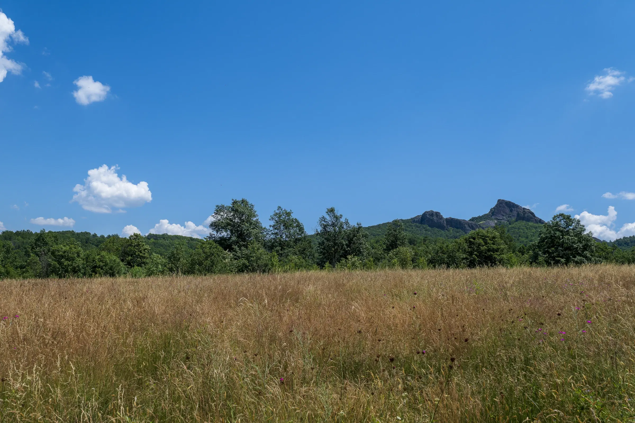 Gemengd loofbos 26.802 m² in Belogradchik - Bulgarije