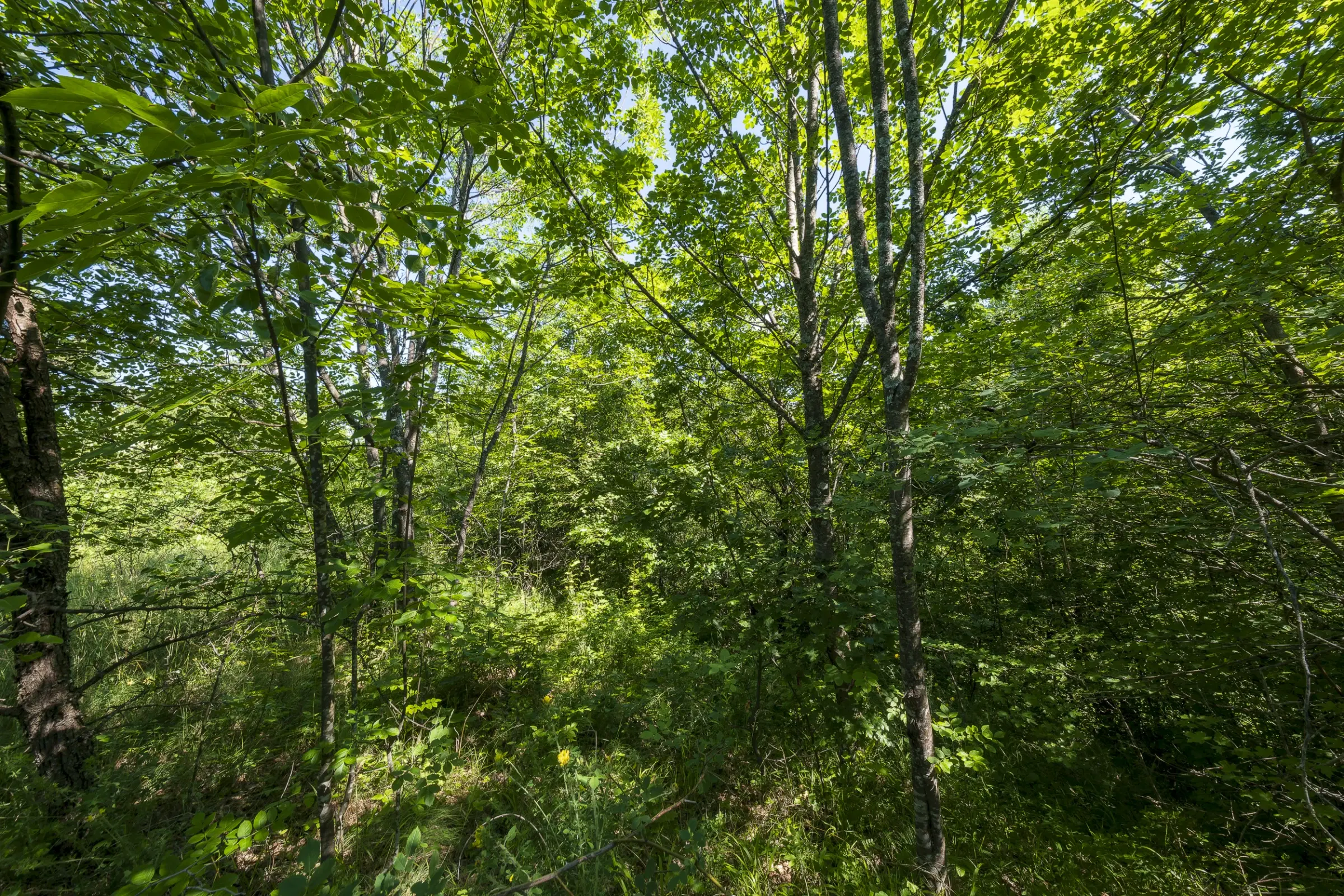 Gemengd loofbos, 21.902 m² in Belogradchik - Bulgarije