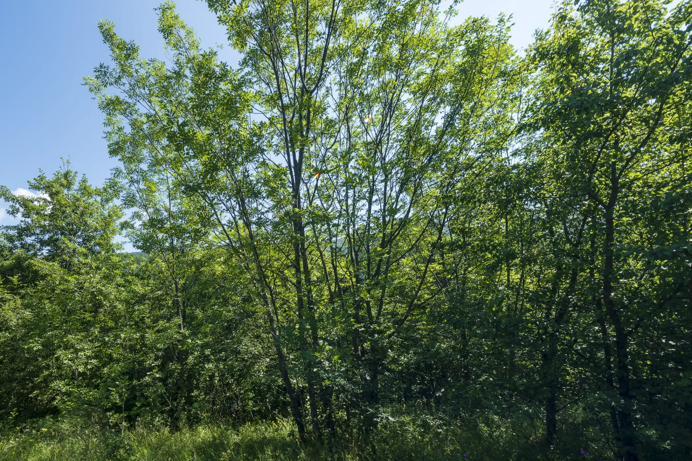 Gemengd loofbos, 21.902 m² in Belogradchik - Bulgarije