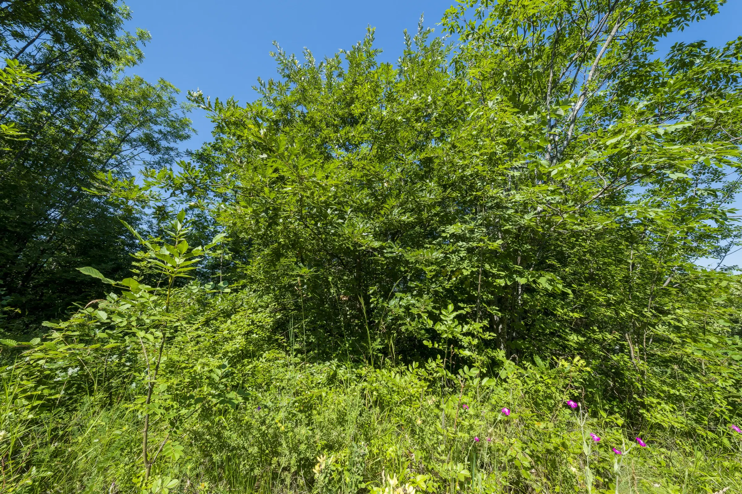 Gemengd loofbos, 21.902 m² in Belogradchik - Bulgarije