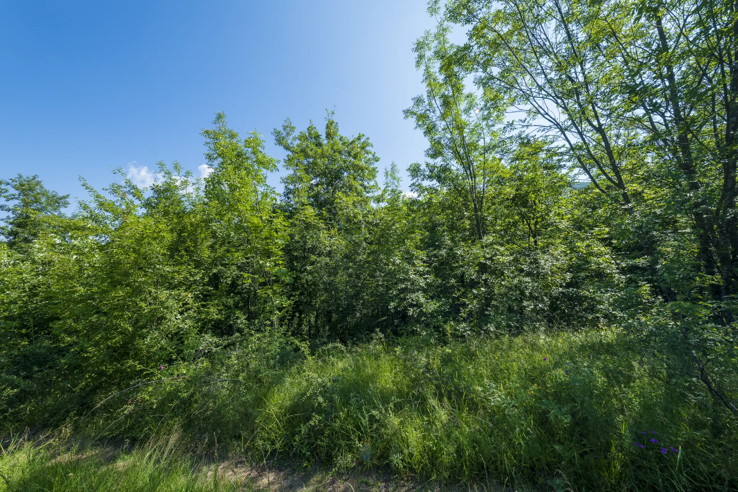 Gemengd loofbos, 21.902 m² in Belogradchik - Bulgarije