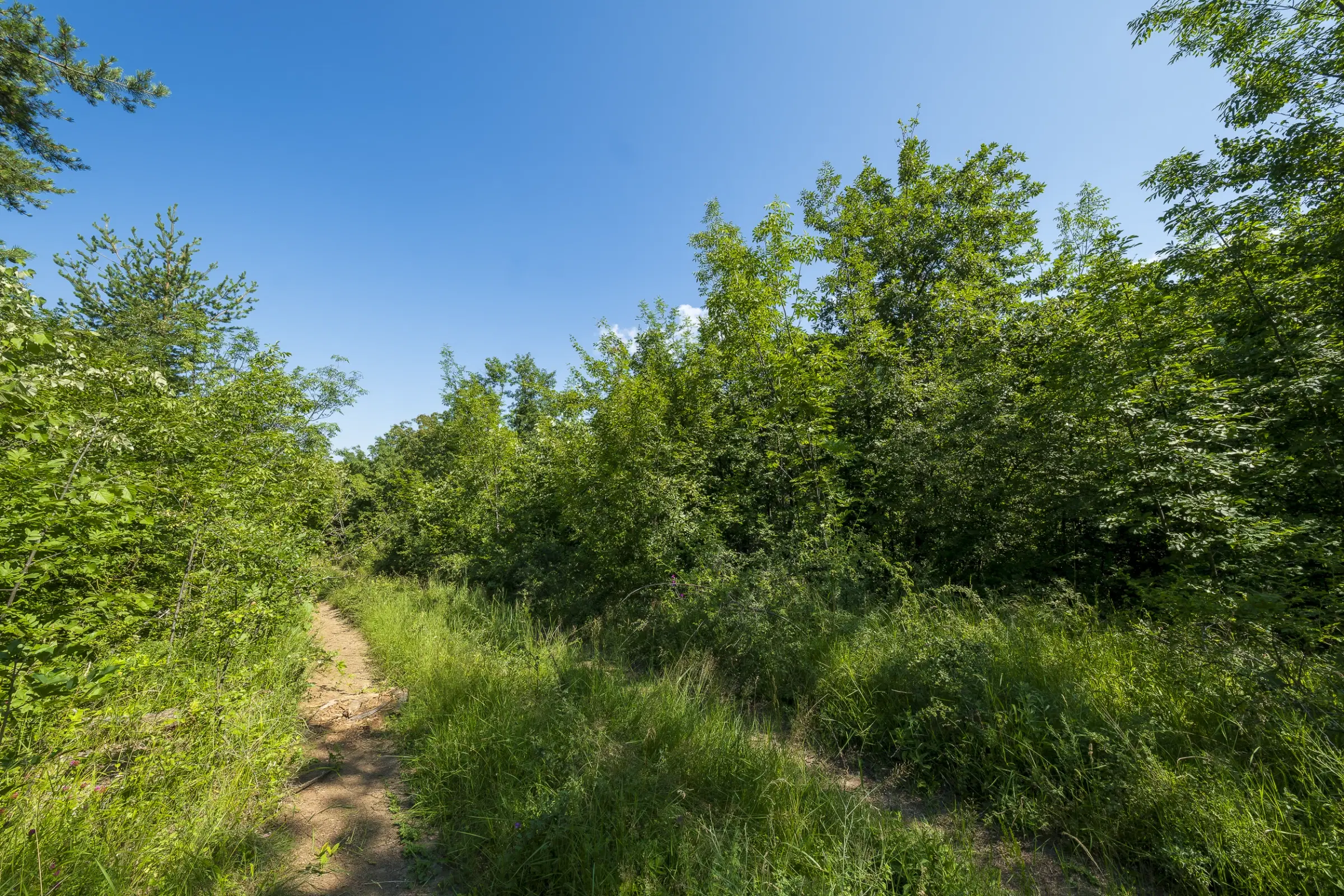Gemengd loofbos, 21.902 m² in Belogradchik - Bulgarije