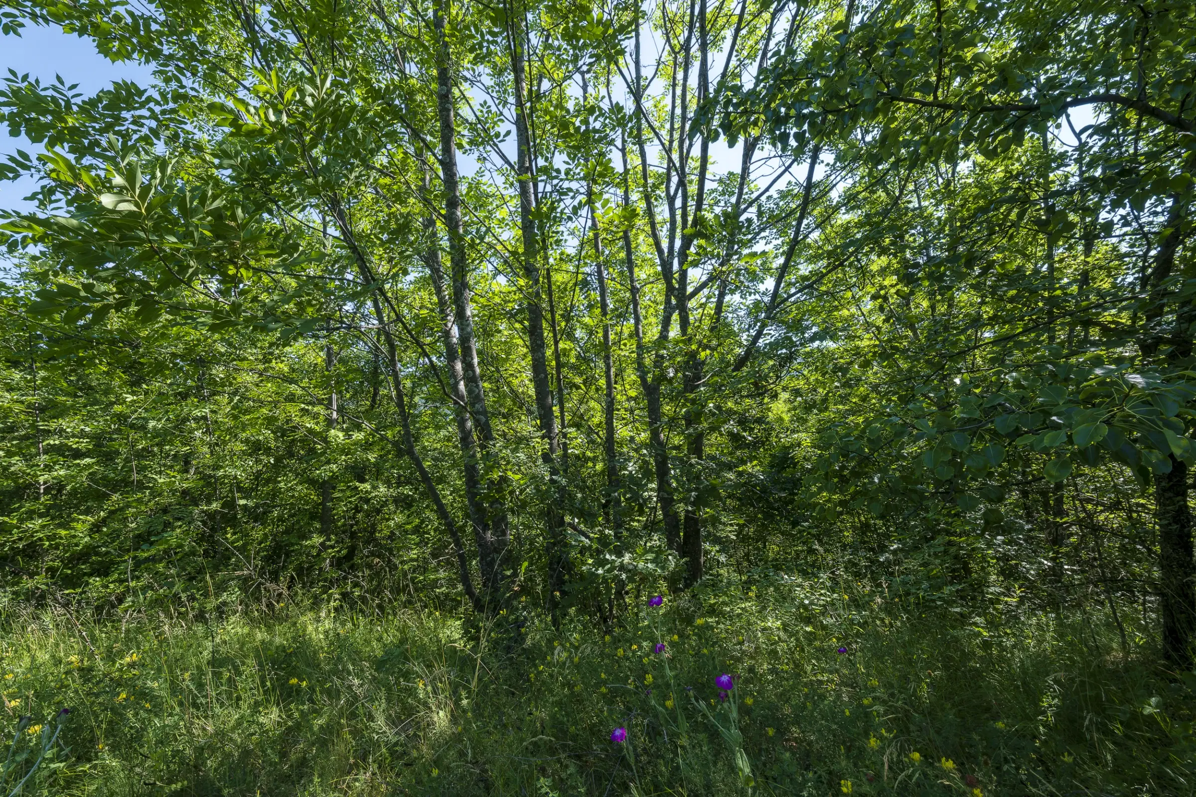 Gemengd loofbos, 21.902 m² in Belogradchik - Bulgarije