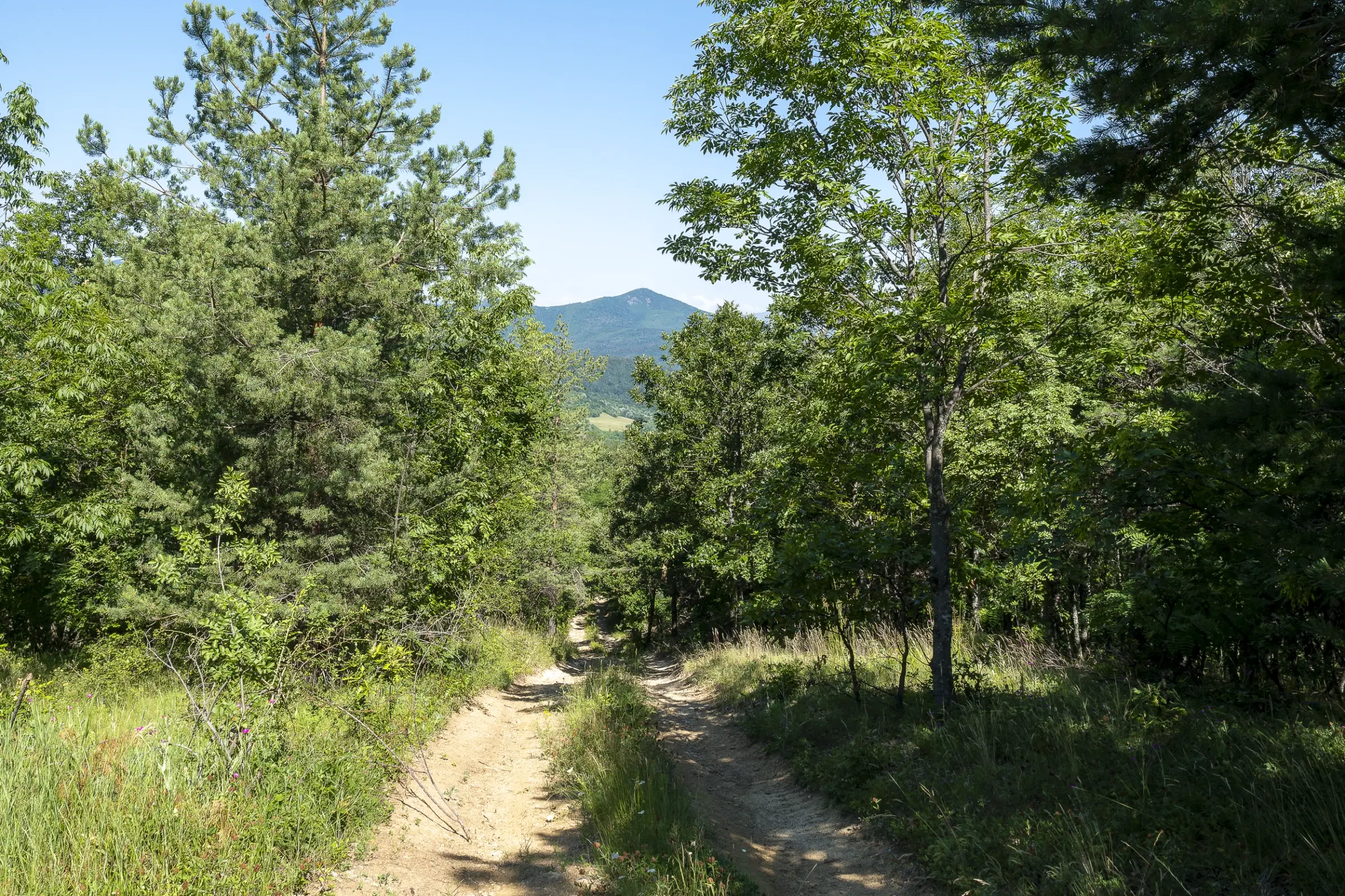 Gemengd loofbos, 21.902 m² in Belogradchik - Bulgarije