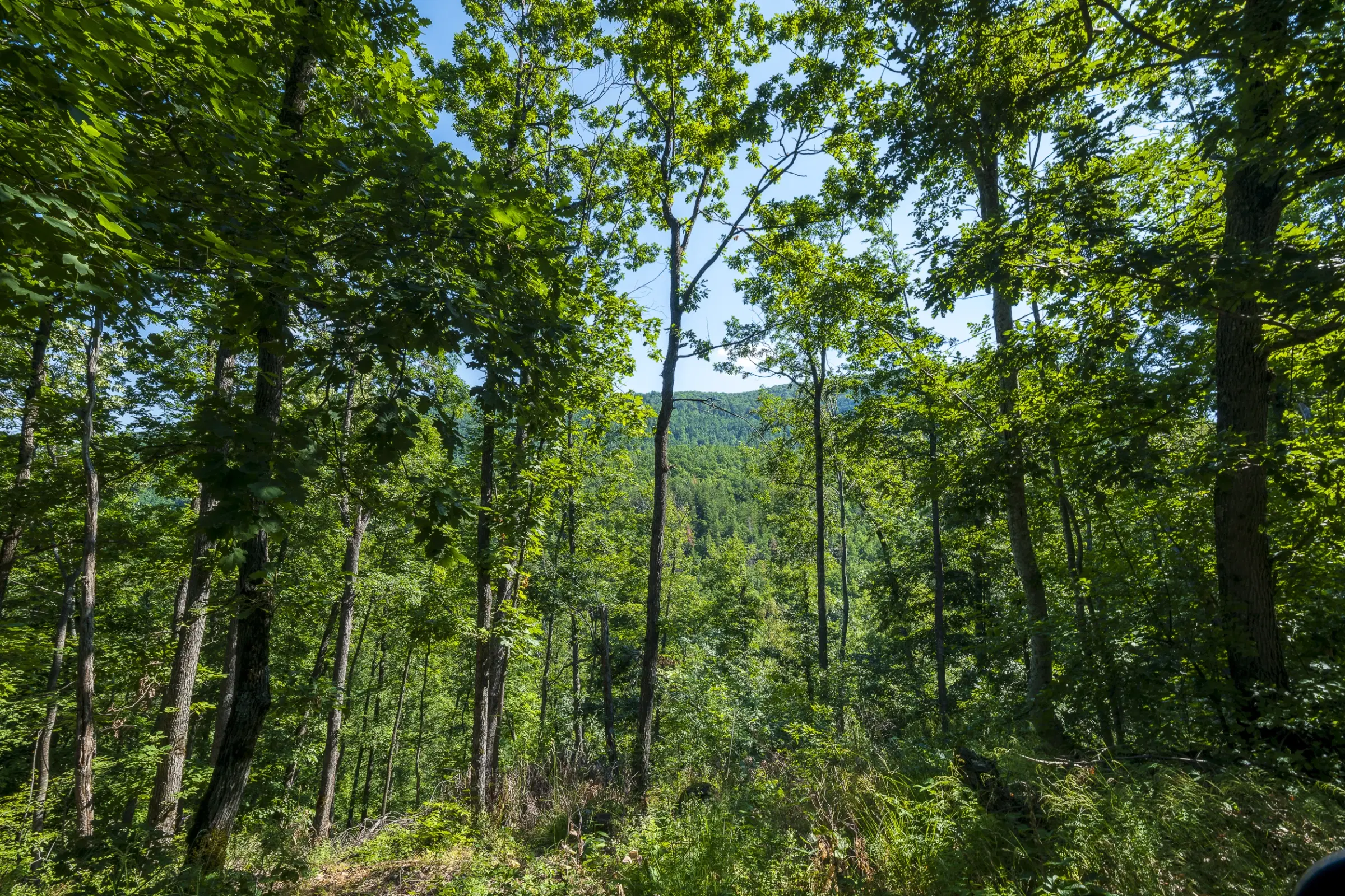 Gemengd loofbos, 21.902 m² in Belogradchik - Bulgarije