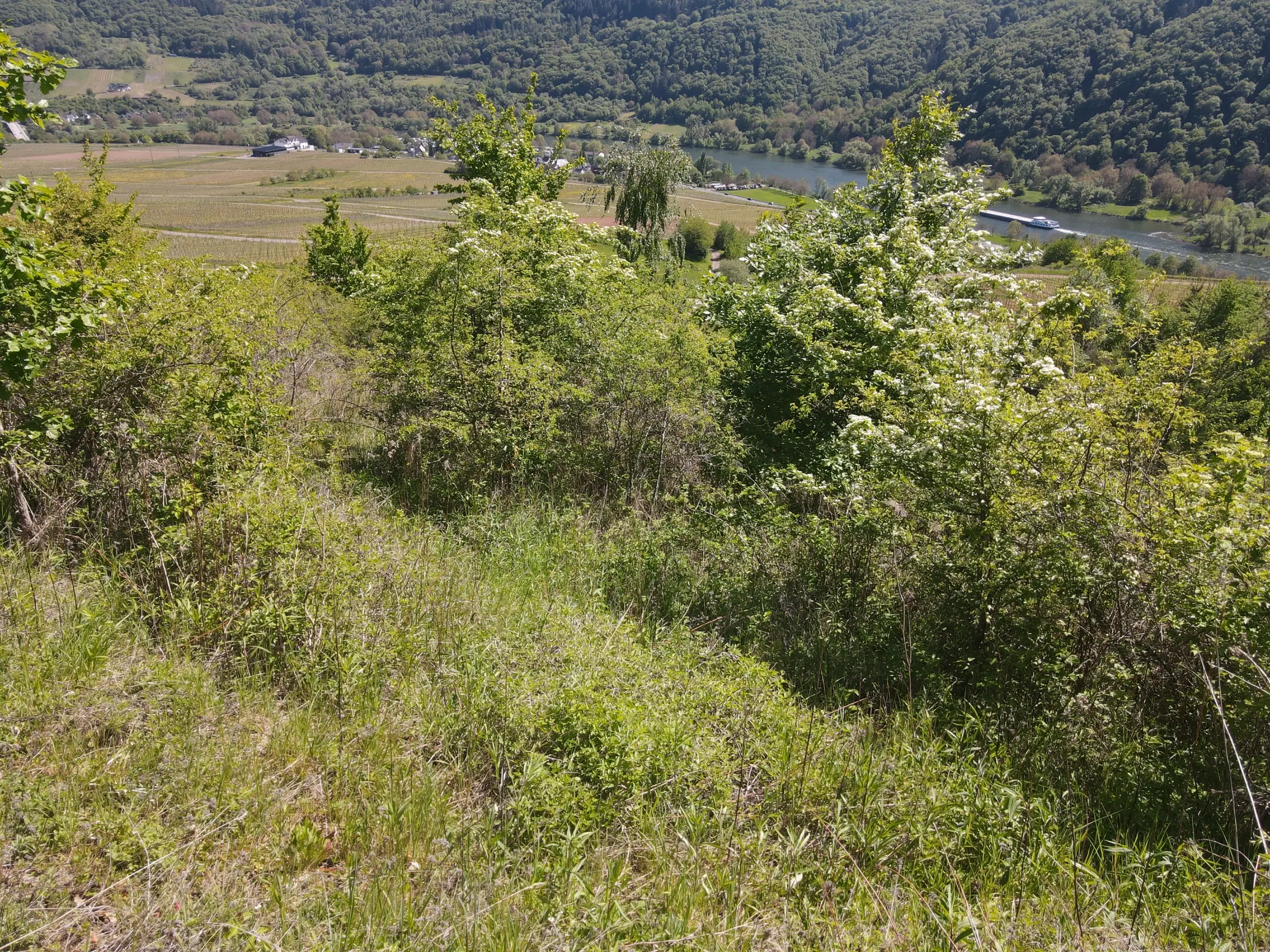 Perceel van 1.679 m² nabij Cochem - Duitsland