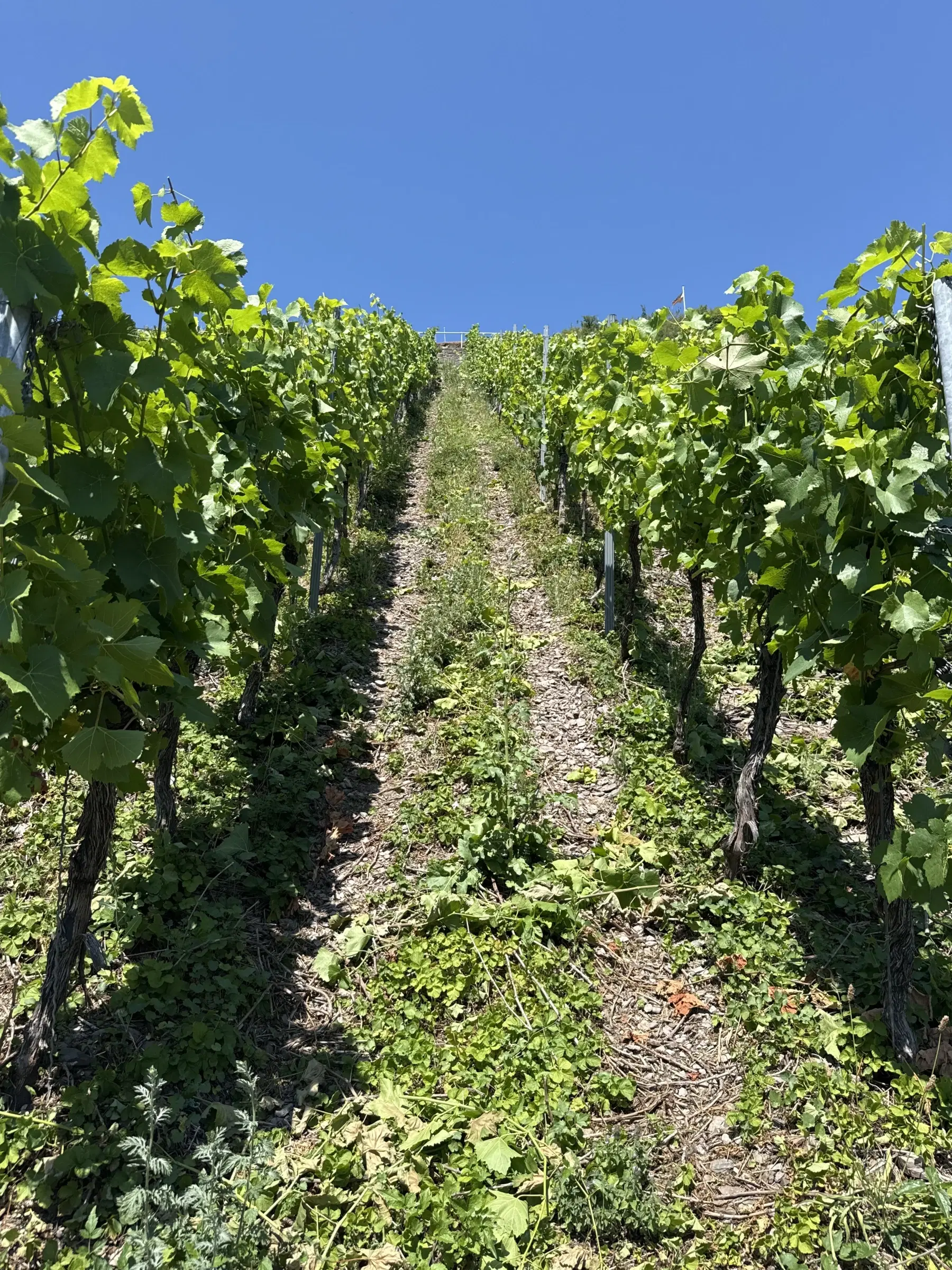 Wijngaard met Riesling van 803 m² perceel nabij Briedel, Cochem - Duitsland