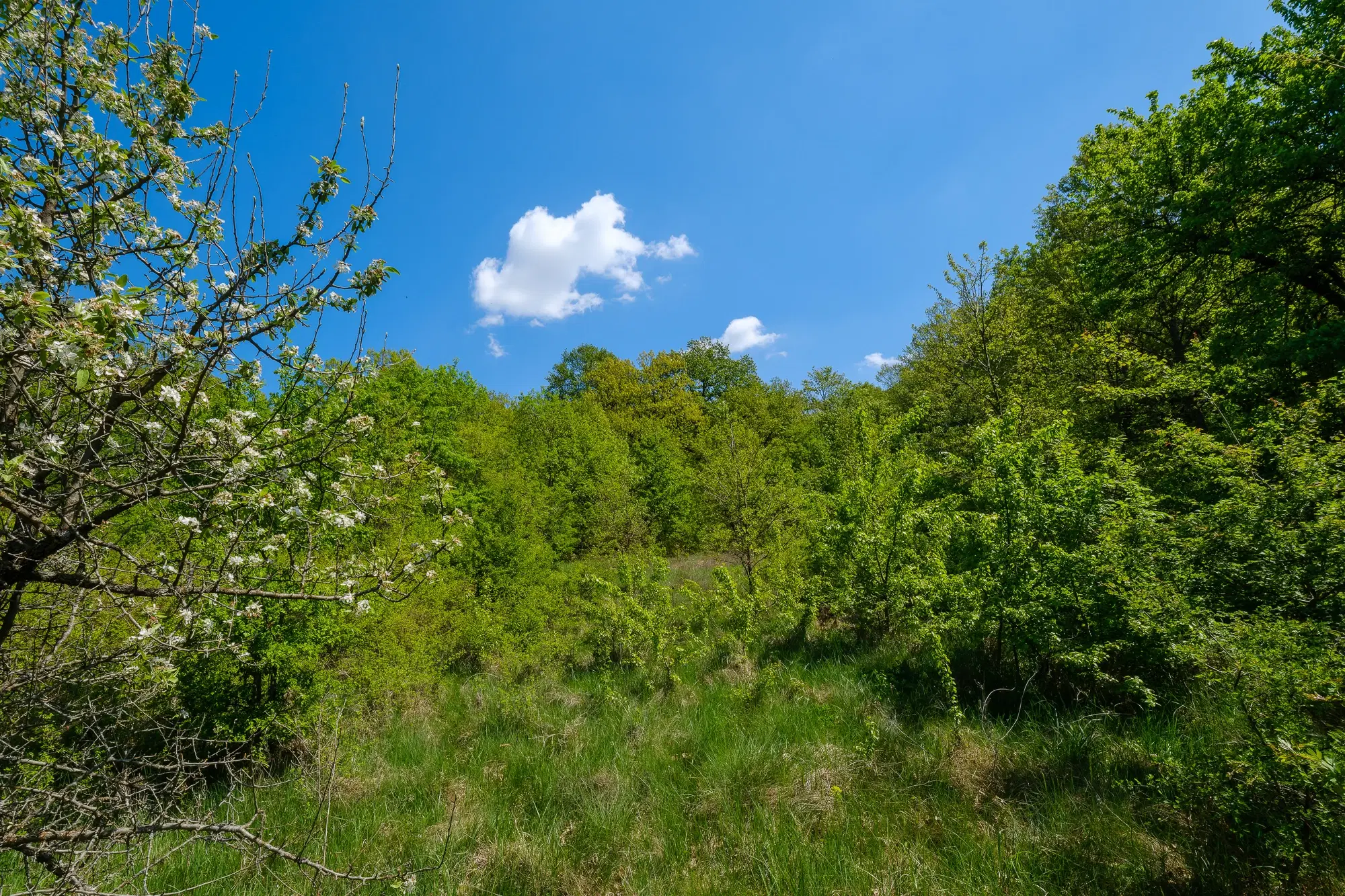 68.678 m2 Bosgrond in de regio Vidin - Bulgarije